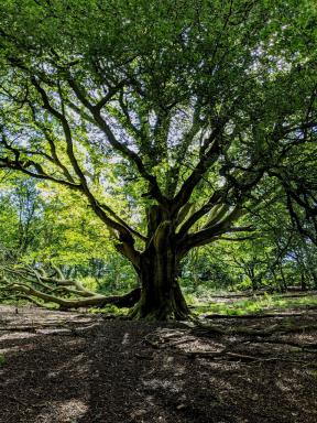 arbol
